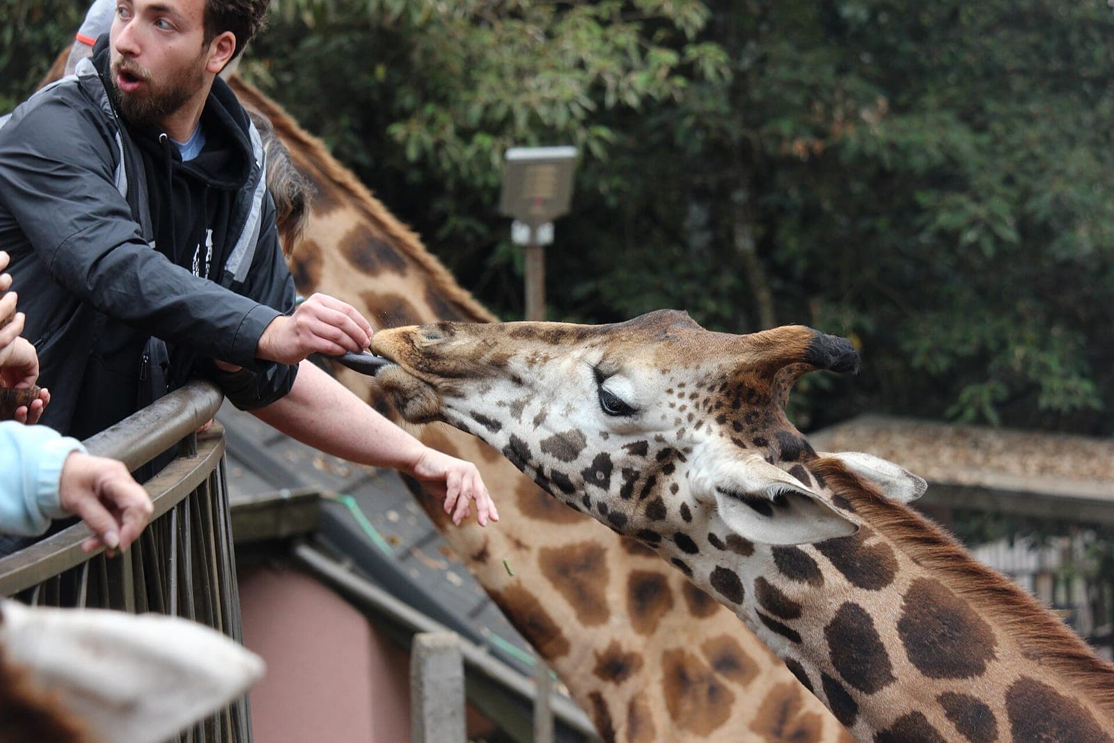 A visitor feeding a giraffe from the platform at the Giraffe Centre
