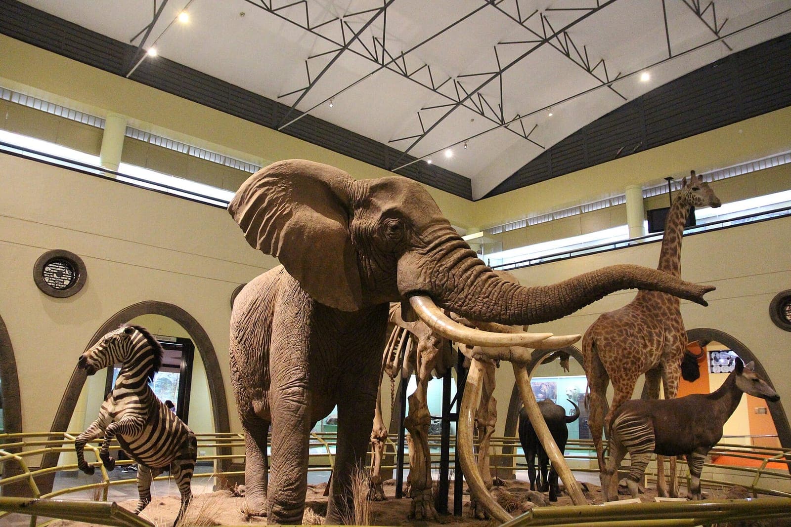 Life-size elephant, giraffe and zebra replicas in a gallery at the Nairobi National Museum