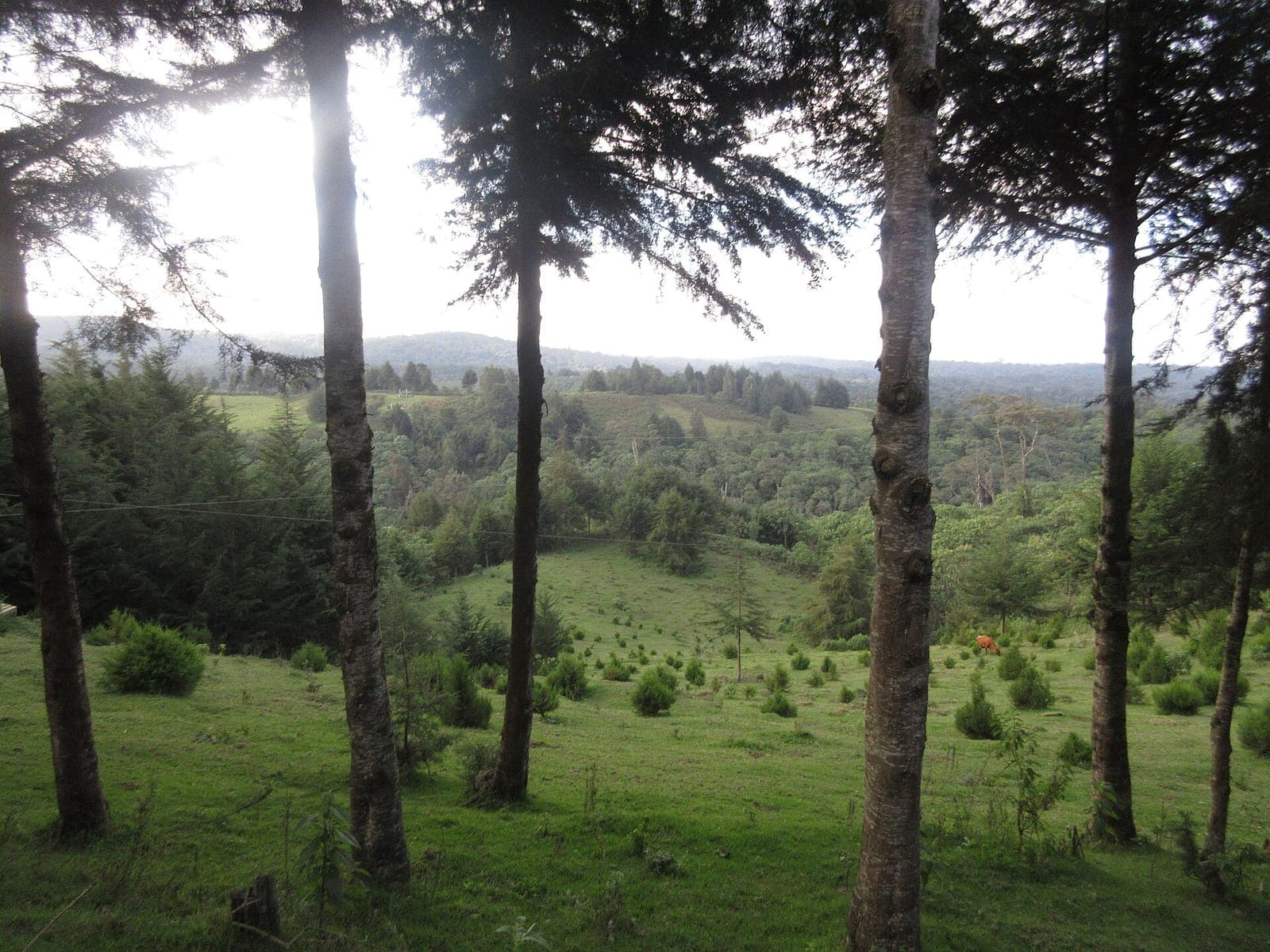Evening in the Aberdares