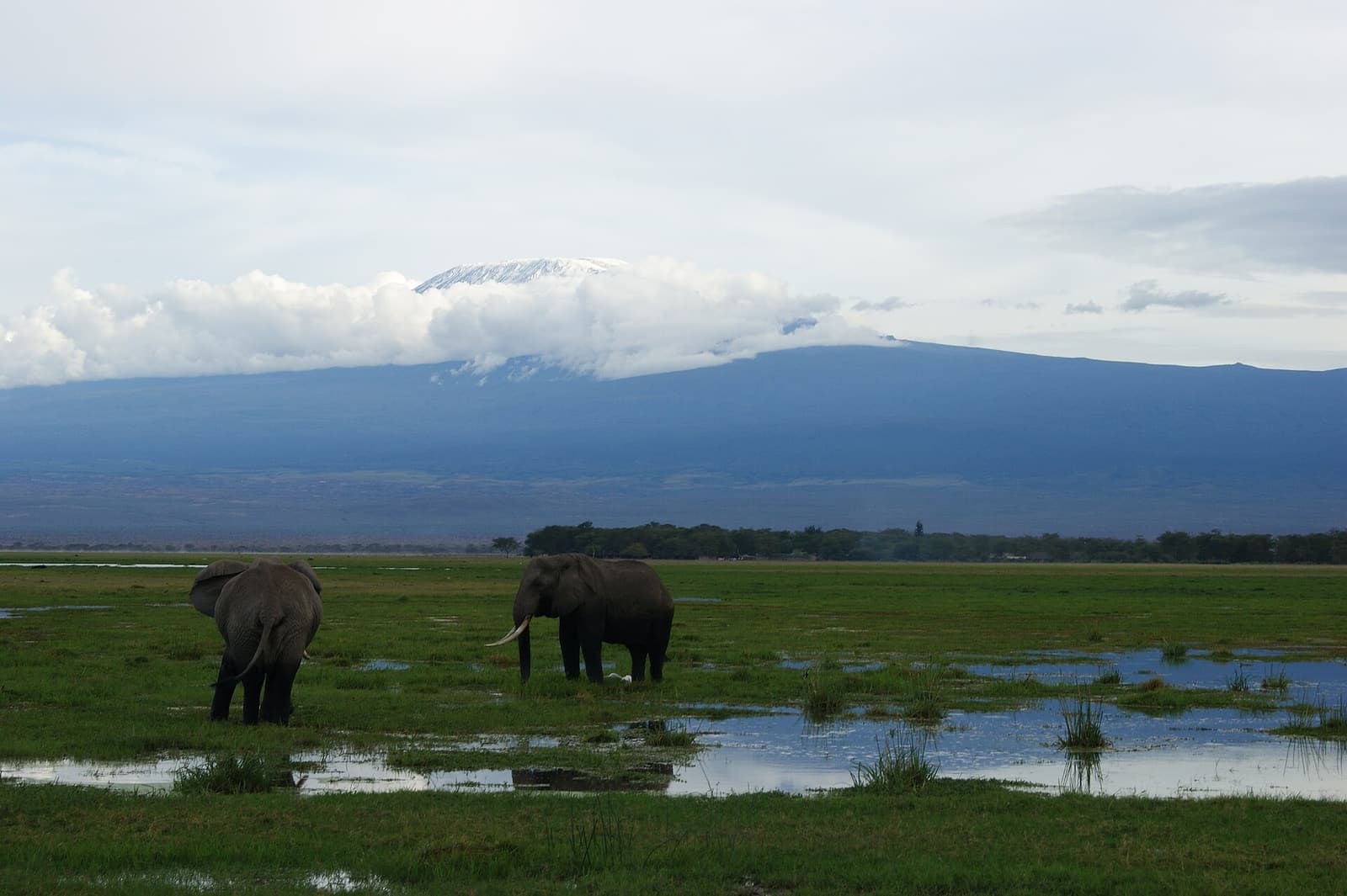 Amboseli Park - Kilimanjaro elephant