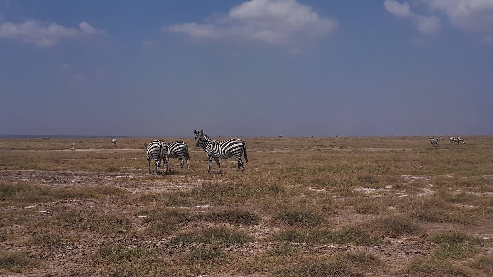 Zebra grazing in Amboseli National Park Kenya