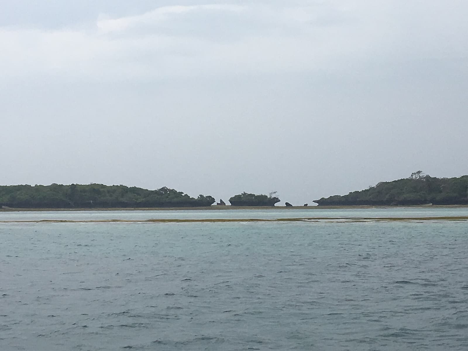Kisite Mpunguti National Park & Reserve, January 2018, d