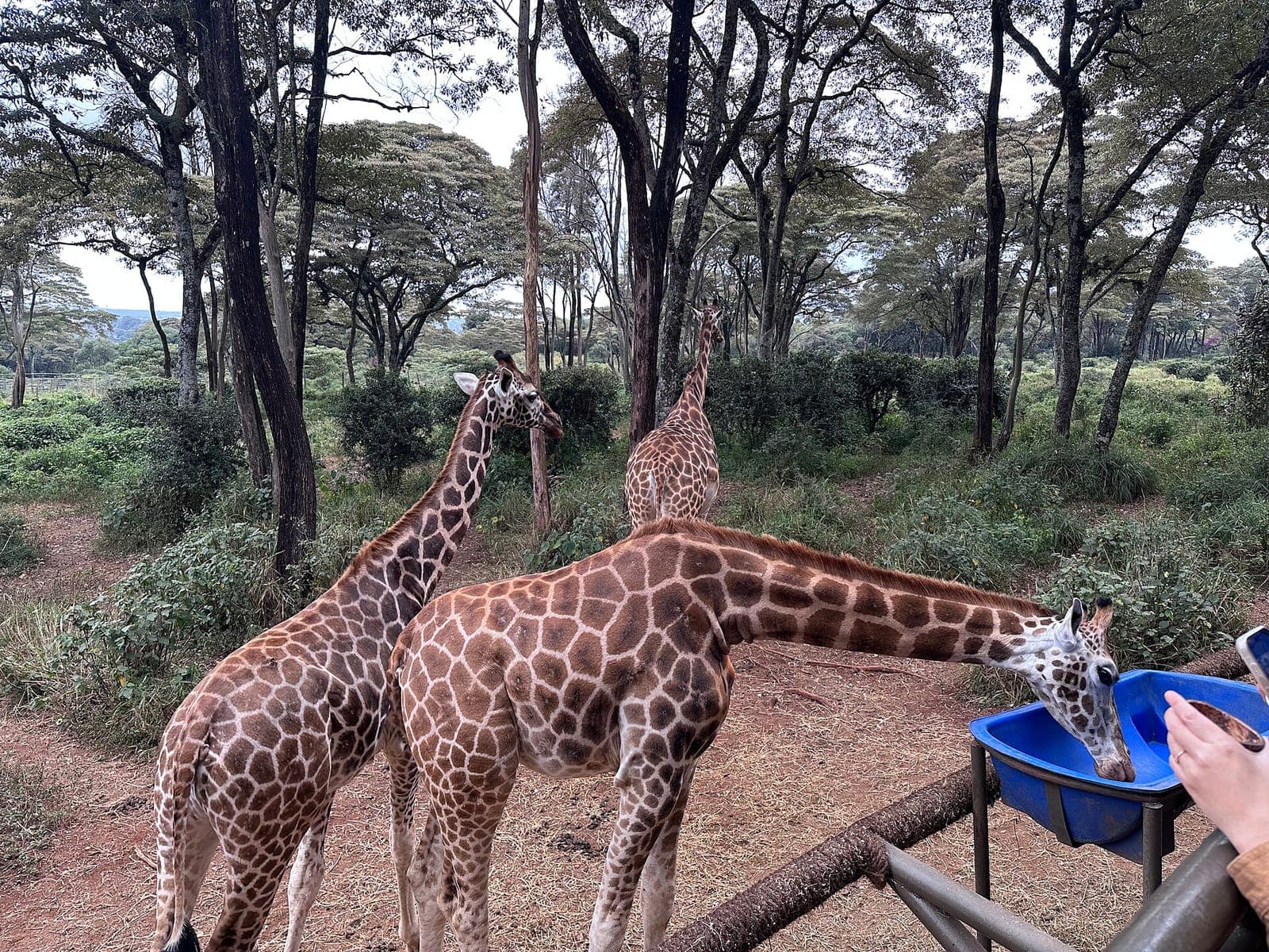 Feedings at Giraffe Centre Nairobi 2025