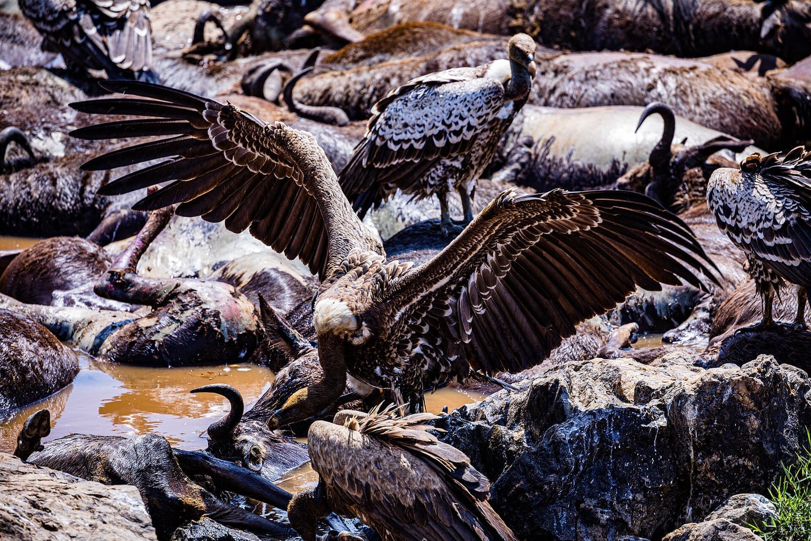 Vultures Clean Up The Environment During The Wildebeest Great Migration In Maasai Mara