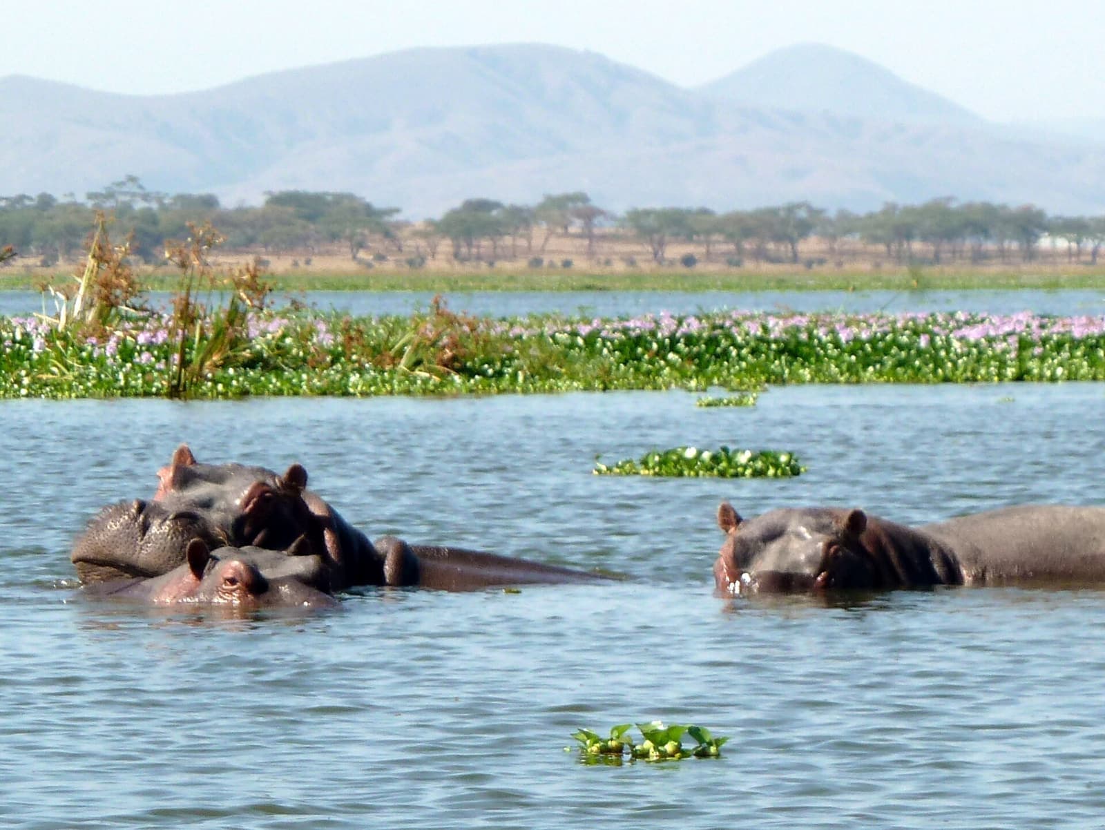 Hippo. Lake Naivasha National Park - panoramio