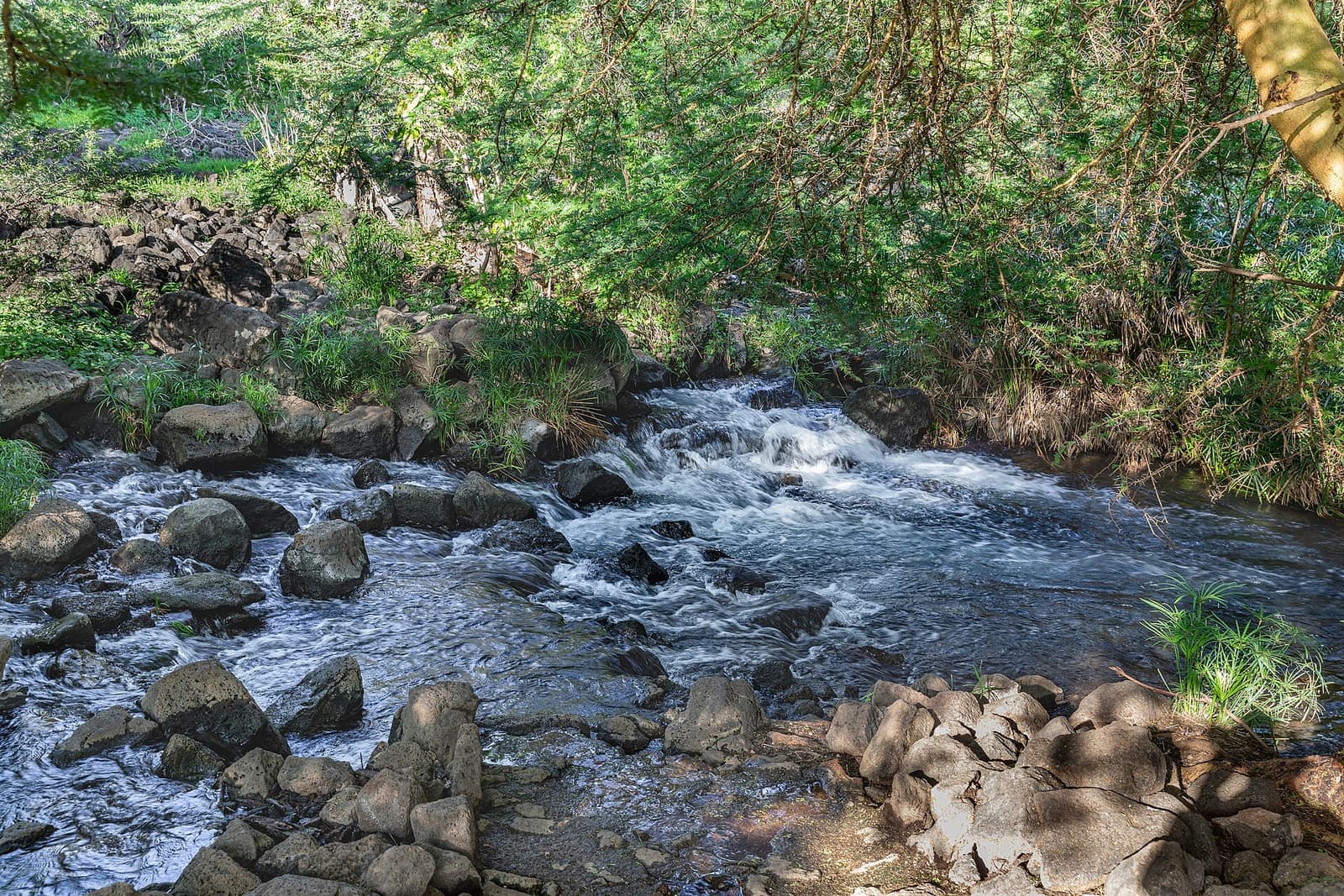 Mzima Springs, Kenya (53488388242)
